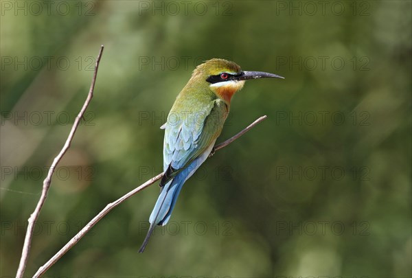 Blue-tailed bee-eater