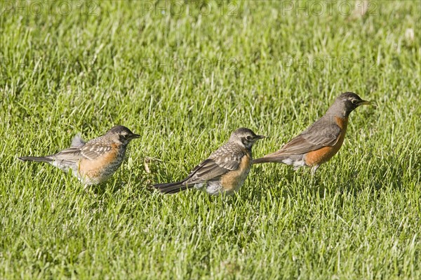 American Robin