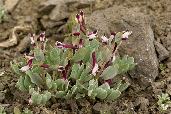 Corydalis