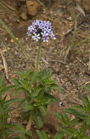 Wild Verbena