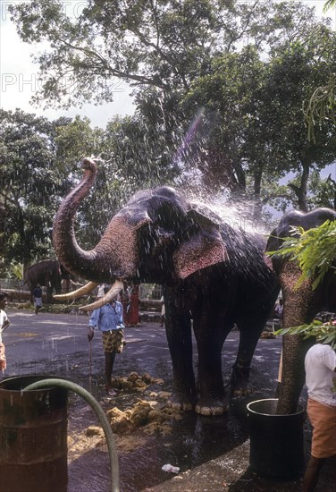 Elephantine ablutions in a big vessel in Thiruvananthapuram or Trivandram