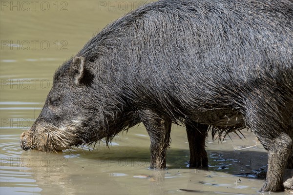 White-lipped peccary