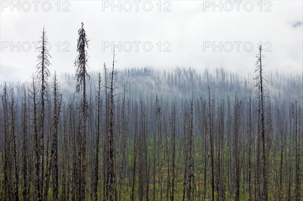 Charred lodgepole pines burned by a forest fire