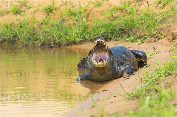Yacare caiman with open mouth