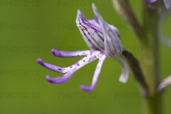 (Orchis simia)