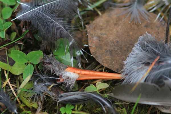 Plucking