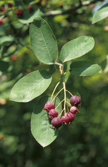 Canadian Service Berry