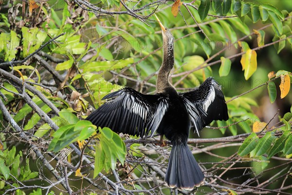 Anhinga