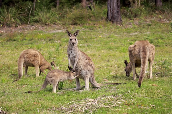 Eastern grey kangaroo