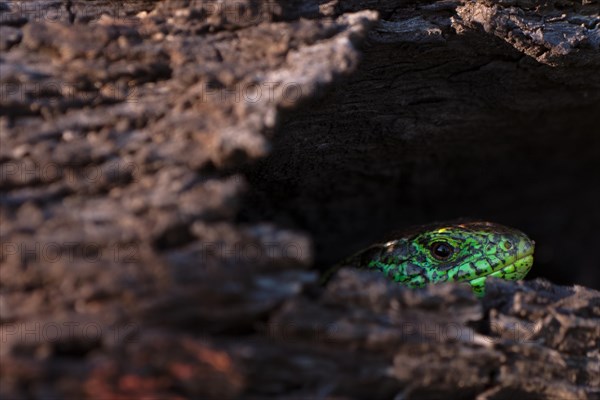 Sand lizard