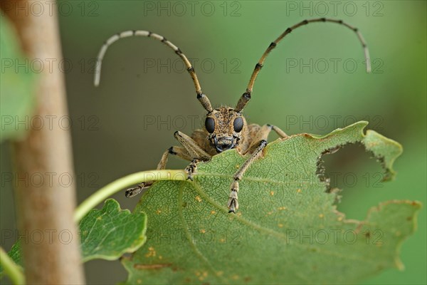 Large poplar buck