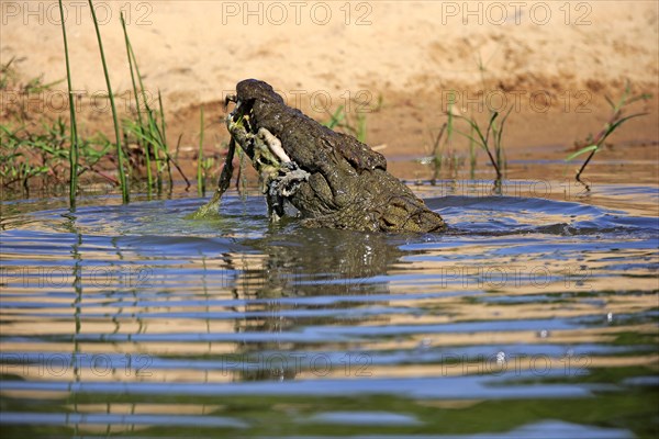 Nile crocodile