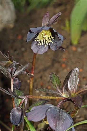 Black Christmas Rose