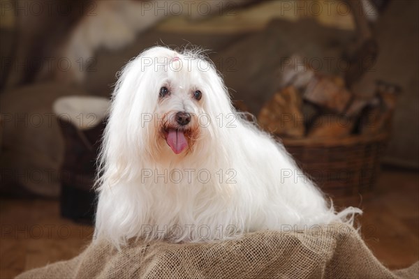 Coton de Tulear