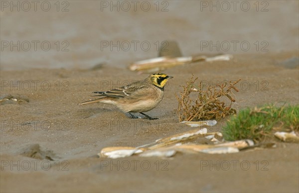 Shore Lark