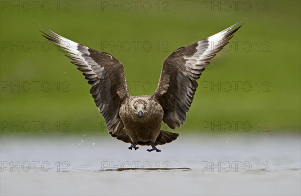 Great Skua