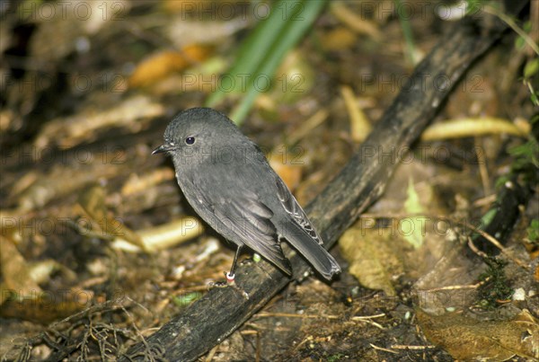 South island robin