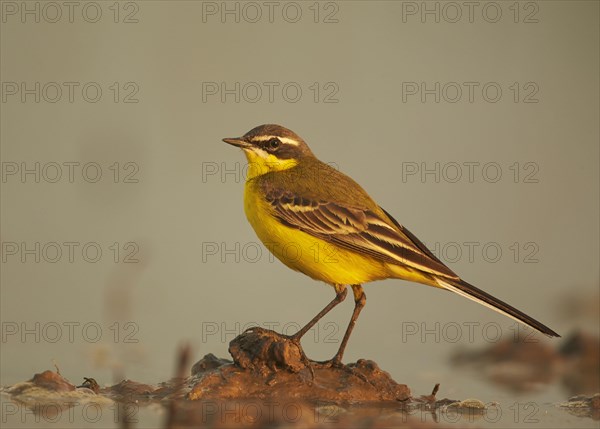 Blue-headed Wagtail