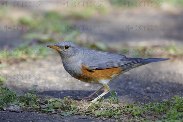 Grey-backed Thrush