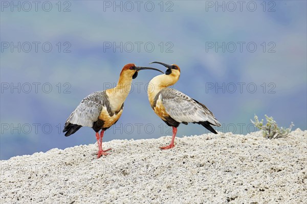 Black-faced Ibis