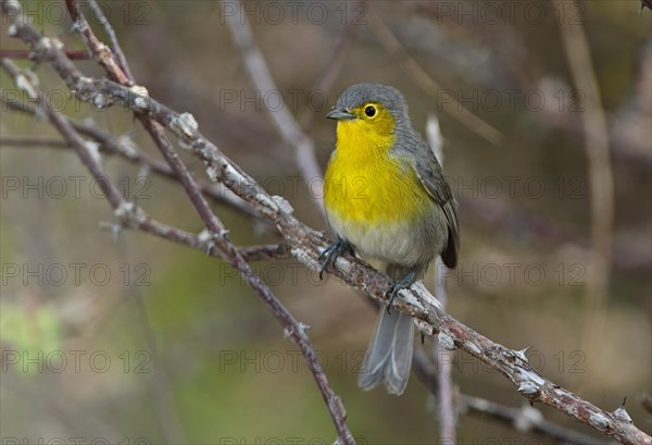 Oriente Warbler