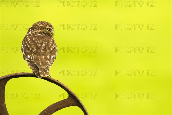 Little Owl