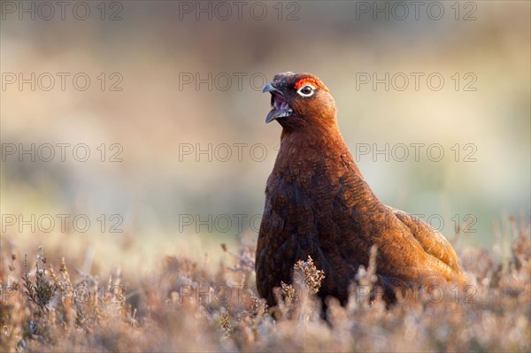 Red Grouse