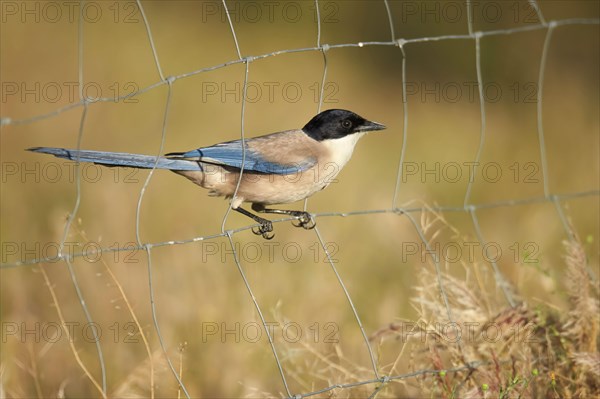 Azure-winged Magpie