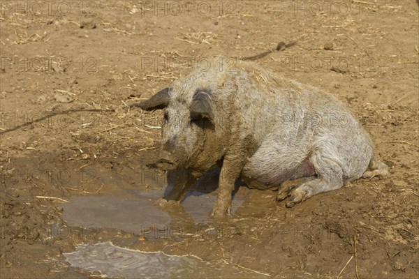 Mangalitsa pig wallows in the mud