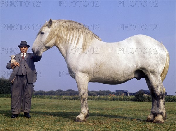 Percheron Heavy Horse