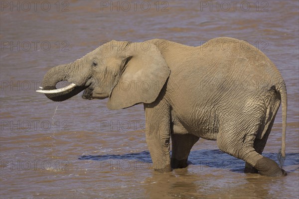 African elephant