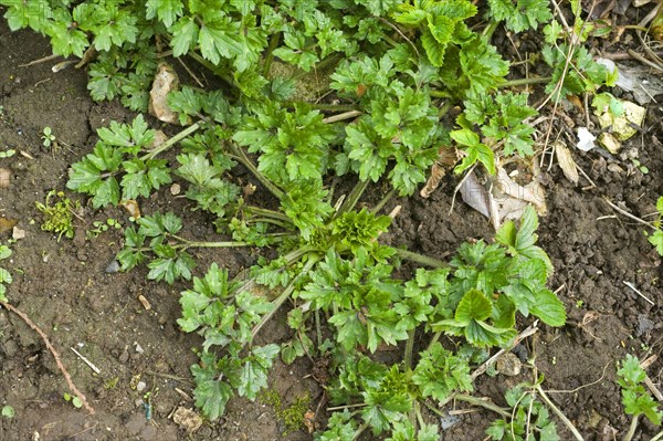 Creeping buttercup