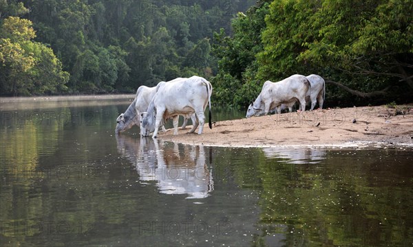 Domestic cattle