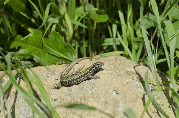 Italian wall lizard