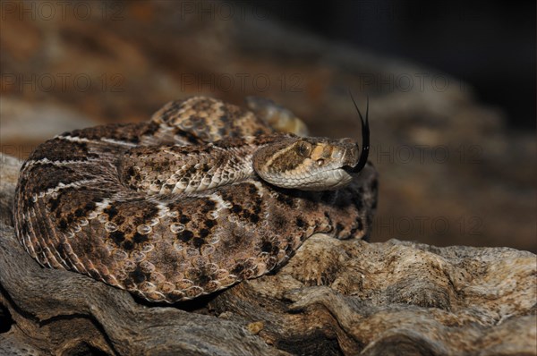 Western Diamondback Rattlesnake