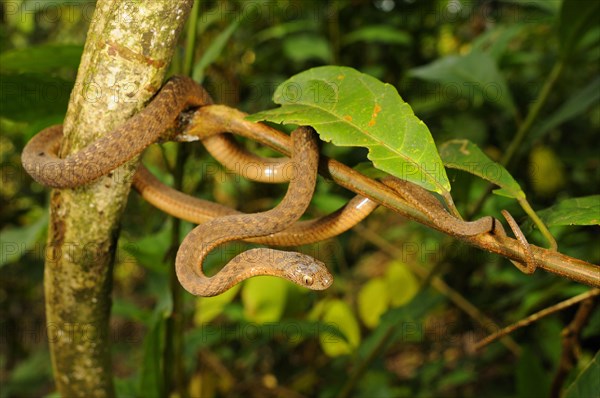 Egg snake