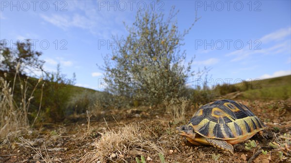 Angulate Tortoise