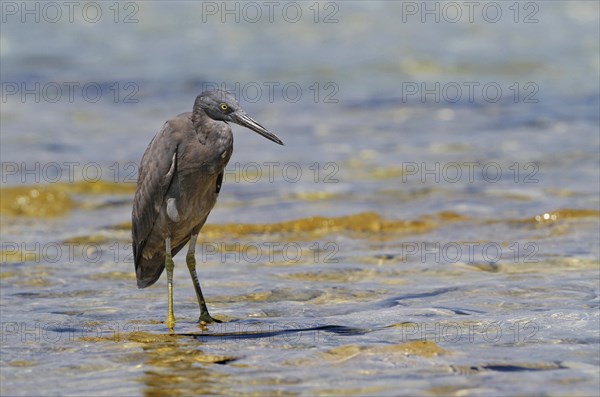 Eastern pacific reef heron