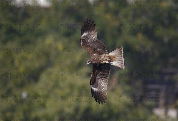 Black-eared Kite