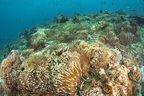 Colony of the bulbous tentacle bubble-tip anemone