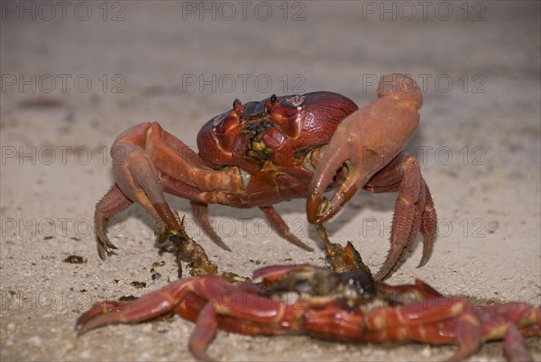 Christmas island red crab