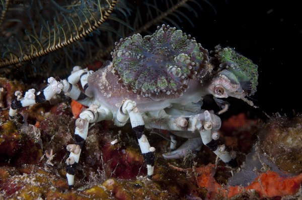 Decorator Spider Crab