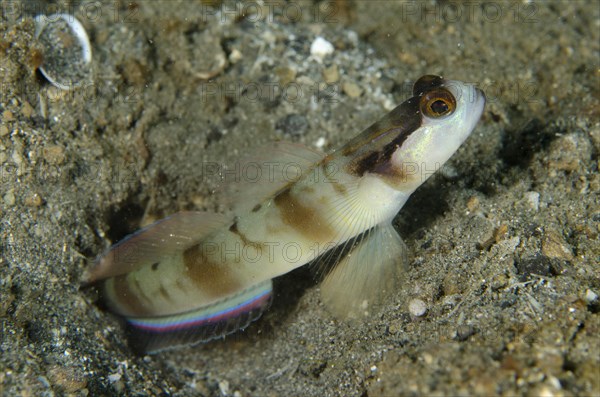 Masked goby