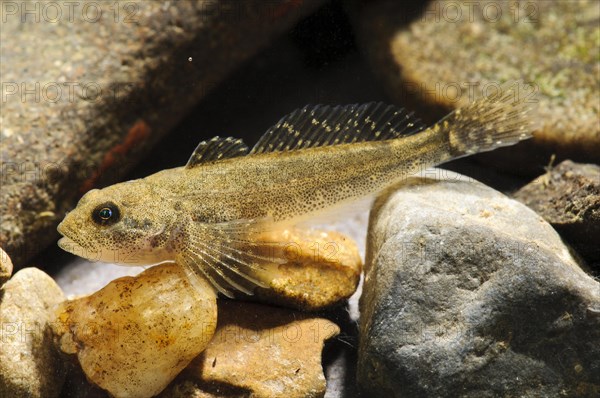 Adult bullhead