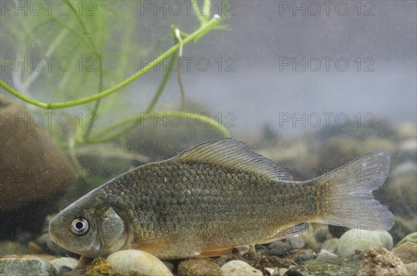 Crucian Carp