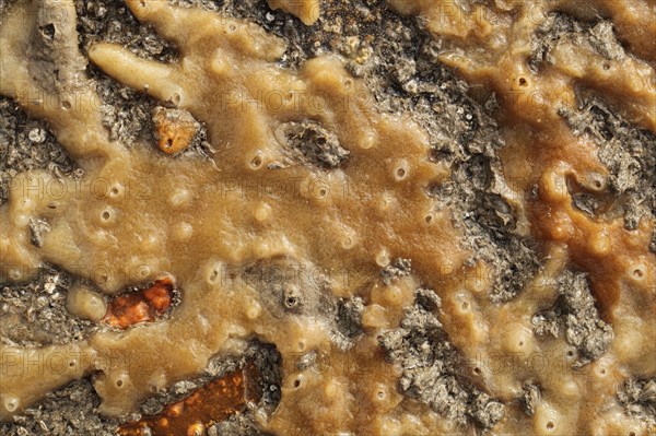 Breadcrumb Sponge