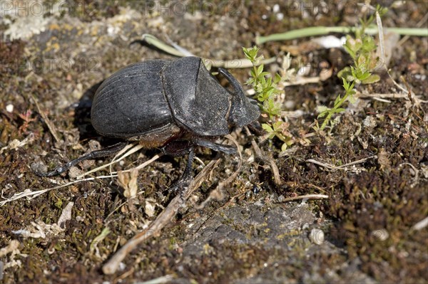 Horned Dung Beetle