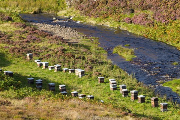 Beekeeping