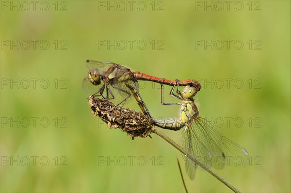 Common darters