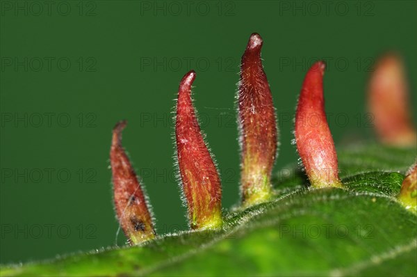 Bugle gall